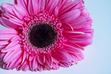 Güzel pembe gerbera çiçeği