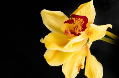 close up of beautiful composition  with  orchid flowers