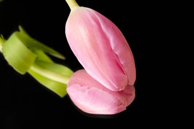 Siyah arka planda güzel pembe laleler