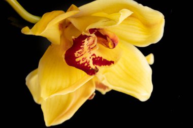 close up of beautiful  yellow orchid flower