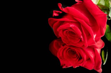 Siyah arka planda güzel güller 