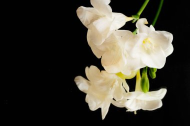 beautiful freesias flowers on black background 
