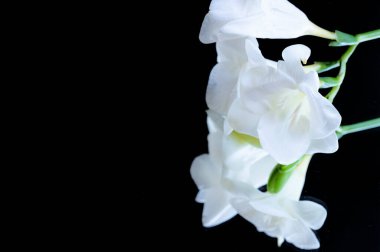 beautiful freesias flowers on black background 
