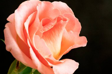 bright rose  flower, close up