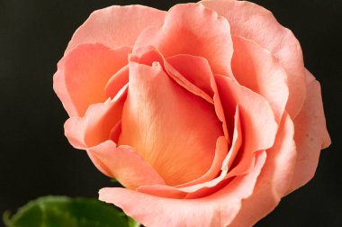 bright rose  flower, close up