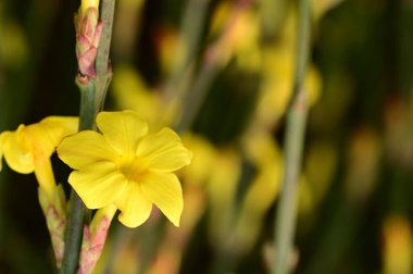 winter jasmine  flowers (Jasminum nudiflorum)  the earliest flowering plans to bloom, often in January.