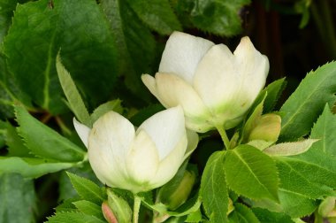 close up of beautiful  white   flowers growing in the garden 
