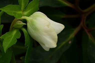 Bahçede büyüyen güzel beyaz çiçek 