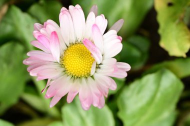 Bahçedeki güzel papatya çiçeği 