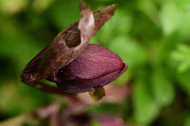 close up of  bud in the garden 