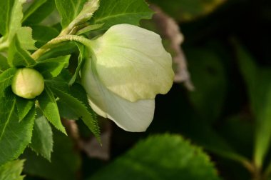 close up of beautiful  white   flower growing in the garden 