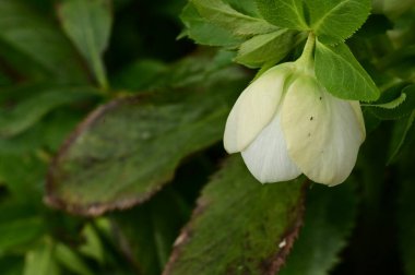close up of beautiful  white   flower growing in the garden 