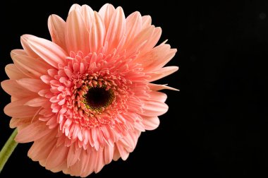 Siyah arka plan üzerine izole Gerbera çiçek