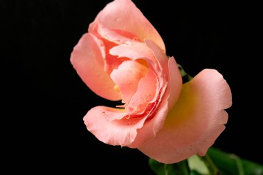 Siyah arka plan üzerine pembe Gül çiçek izole