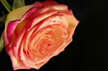 bright rose  flower, close up