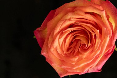 Gül çiçeğine yaklaş