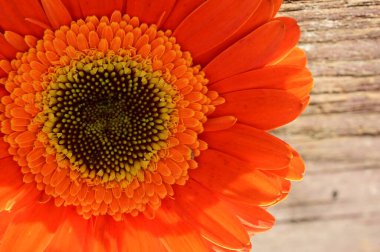 güzel gerbera çiçek yakın çekim