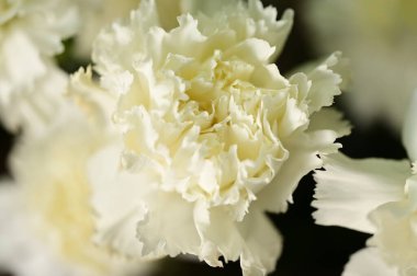 carnation  flower, close up