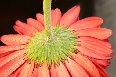 close up of beautiful  gerbera flower on dark background