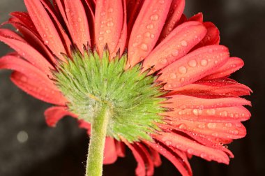 close up of beautiful  gerbera flower on dark background
