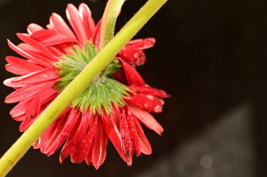 close up of beautiful  gerbera flower on dark background