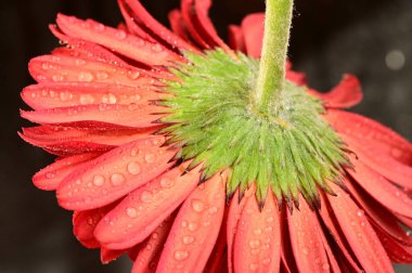 close up of beautiful  gerbera flower on dark background
