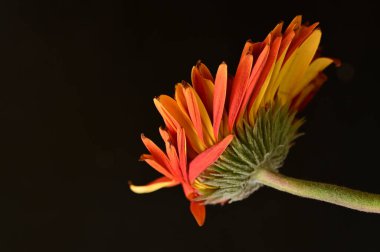 close up of beautiful  gerbera flower on dark background