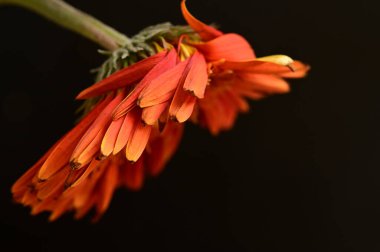 close up of beautiful  gerbera flower on dark background