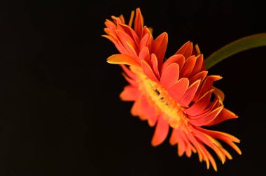 close up of beautiful  gerbera flower on dark background