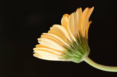 close up of beautiful  gerbera flower on dark background
