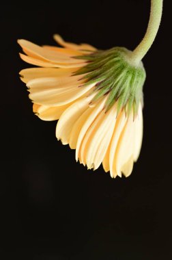 close up of beautiful  gerbera flower on dark background