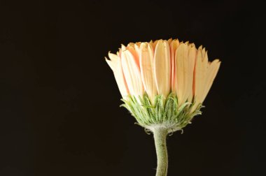 close up of beautiful  gerbera flower on dark background