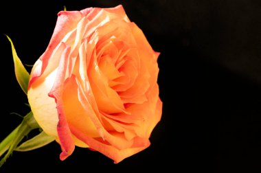 close up of beautiful rose  flower on dark background
