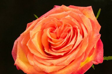 close up of beautiful rose  flower on dark background