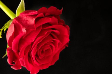 close up of beautiful rose  flower on dark background