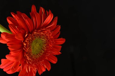 close up of beautiful  gerbera flower on dark background