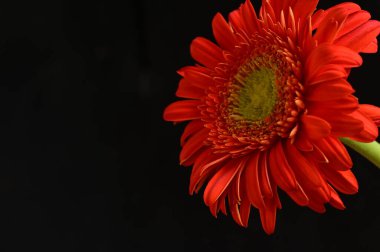 close up of beautiful  gerbera flower on dark background