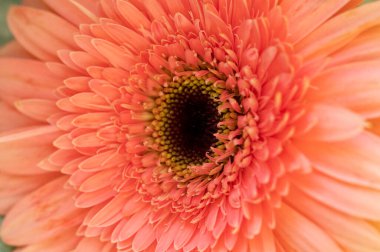 güzel gerbera çiçek yakın çekim