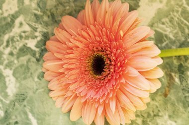 güzel gerbera çiçek yakın çekim