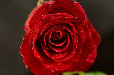 close up of beautiful rose  flower on dark background