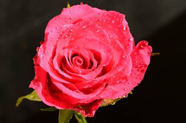 close up of beautiful rose  flower on dark background