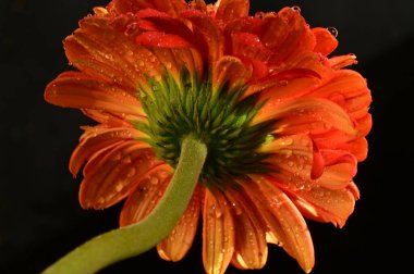 close up of beautiful  gerbera flower on dark background