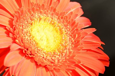 close up of beautiful  gerbera flower on dark background