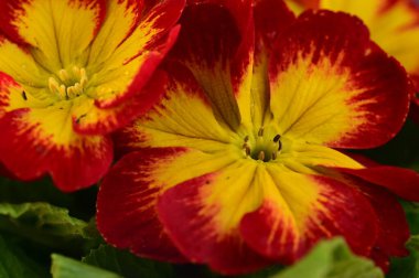 Güzel parlak çiçekleri kapatın. 