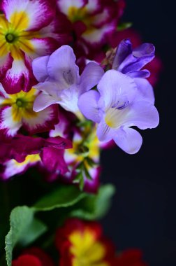 Güzel parlak çiçekleri kapatın. 