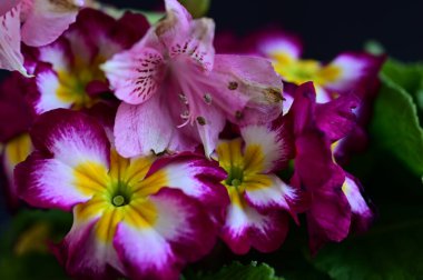 Güzel parlak çiçekleri kapatın. 