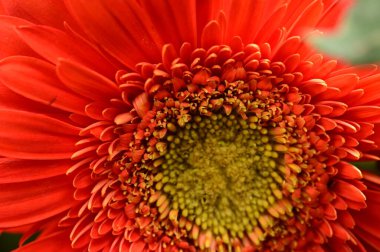 turuncu gerbera çiçek yakın