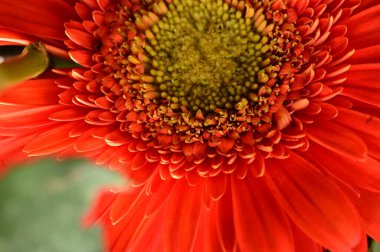 turuncu gerbera çiçek yakın