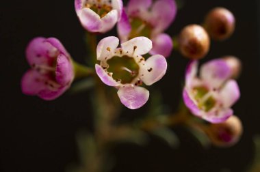 Koyu arkaplanda chamelaucium çiçeklerinin yakın plan görüntüsü