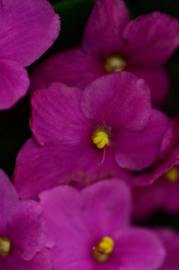 Güzel mor çiçekler, çiçek kompozisyonu 